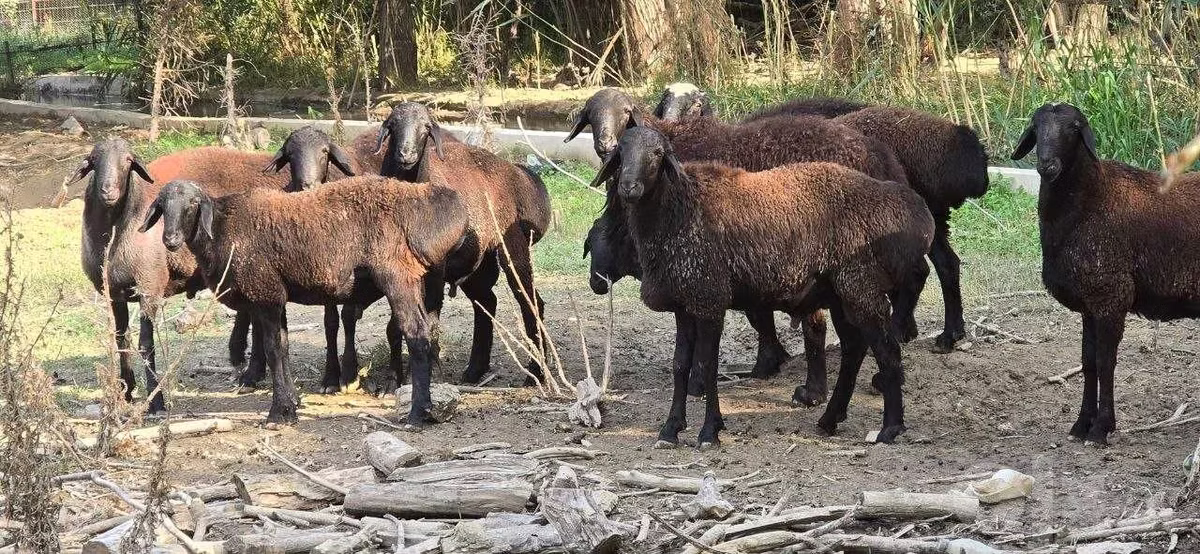 Blackheaded Persian sheep