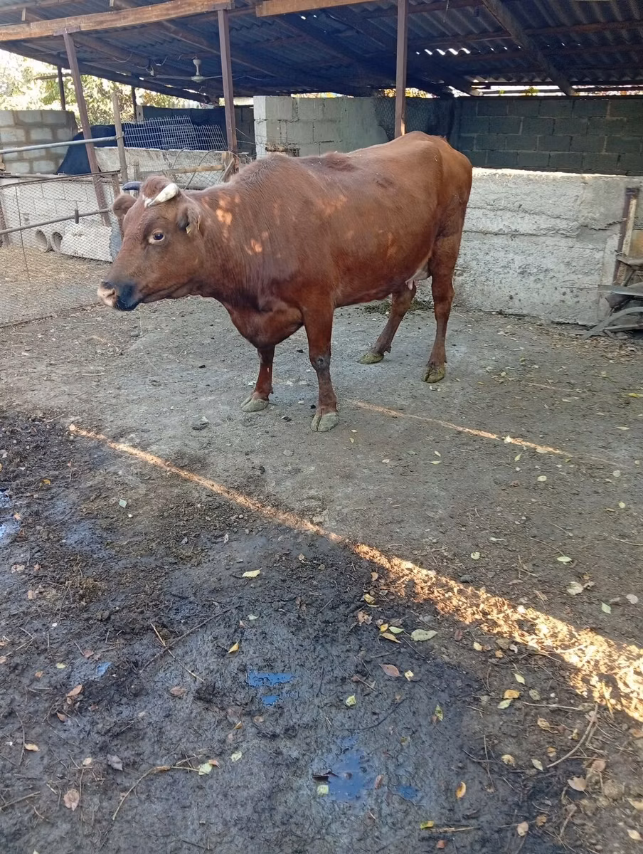 Vaca de estepa roja
