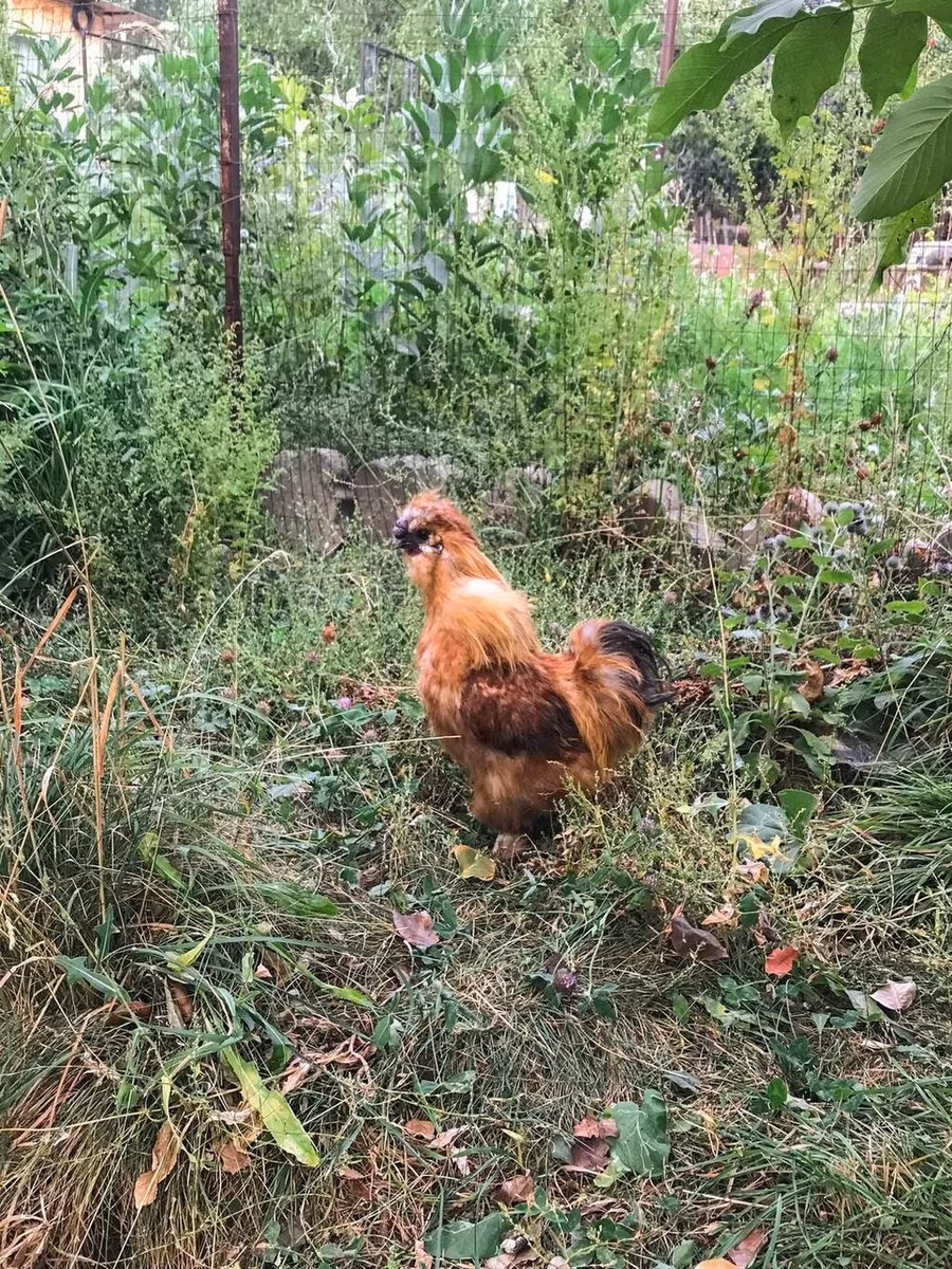 Combattant thaïlandais