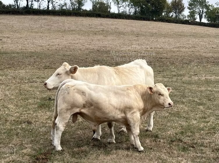 Charolais cattle