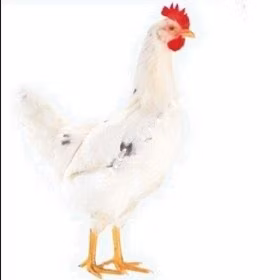 موسكو بلاك