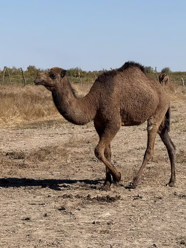 Kazakh Bactrian camel