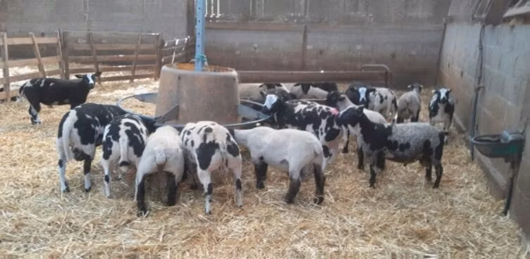 Zwartbles sheep
