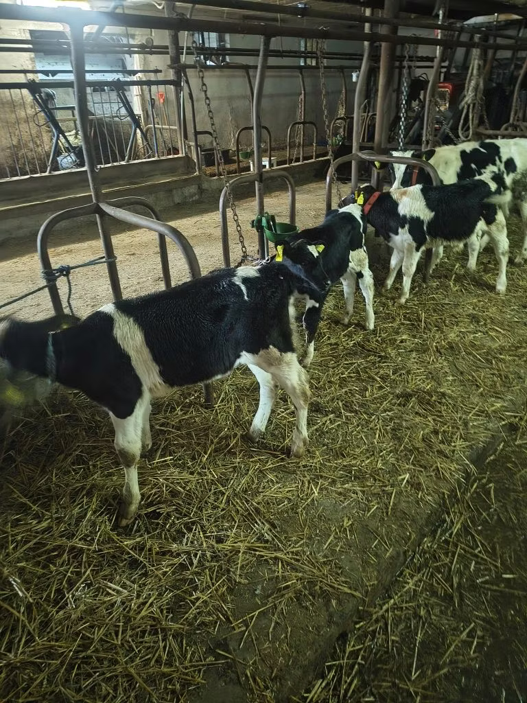 Raza Holstein