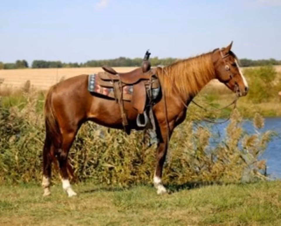 Rocky Mountain Horse