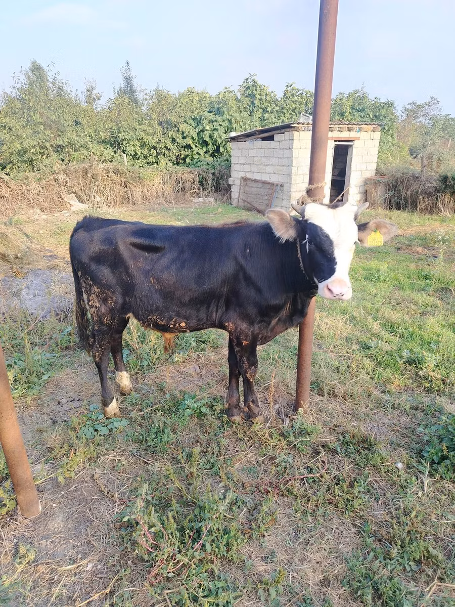 लाल-धब्बेदार नस्ल