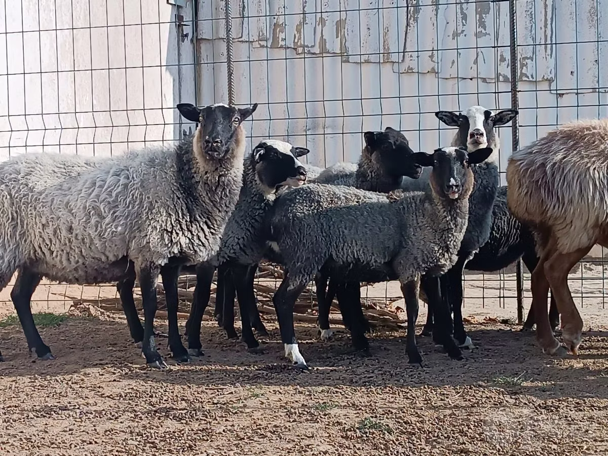 Romanov sheep