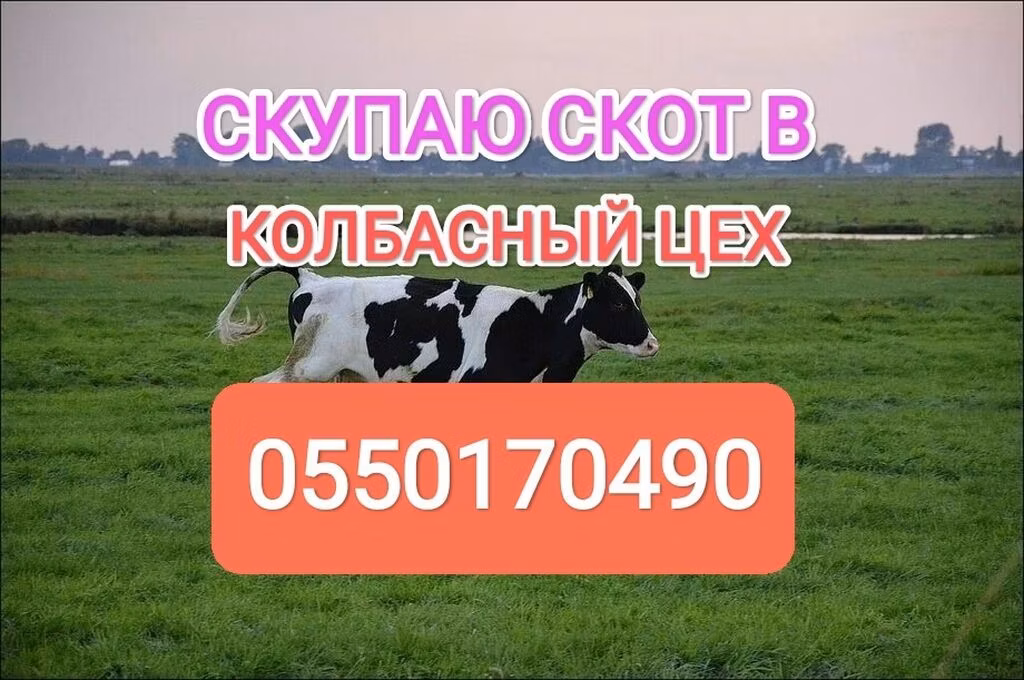 گاوهای هولشتاین