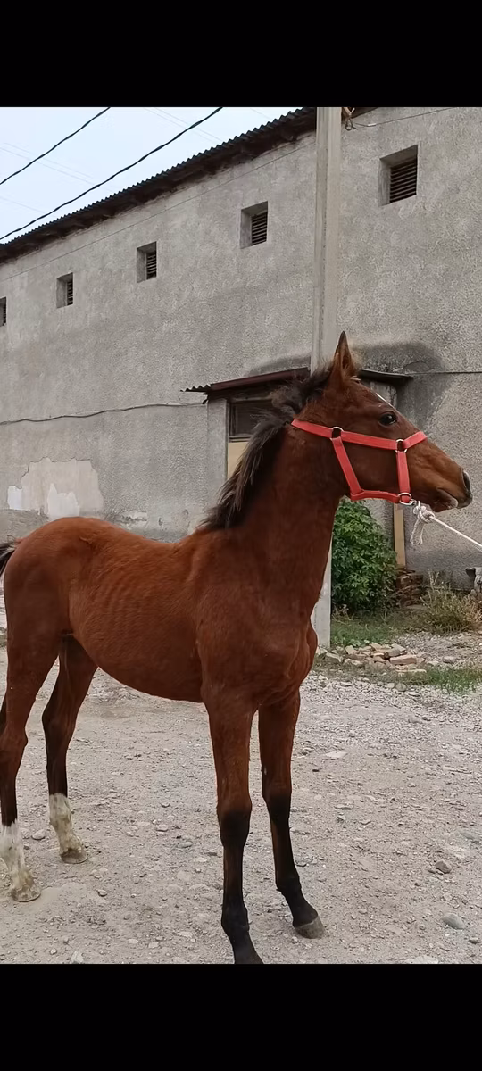 Budyonny horse