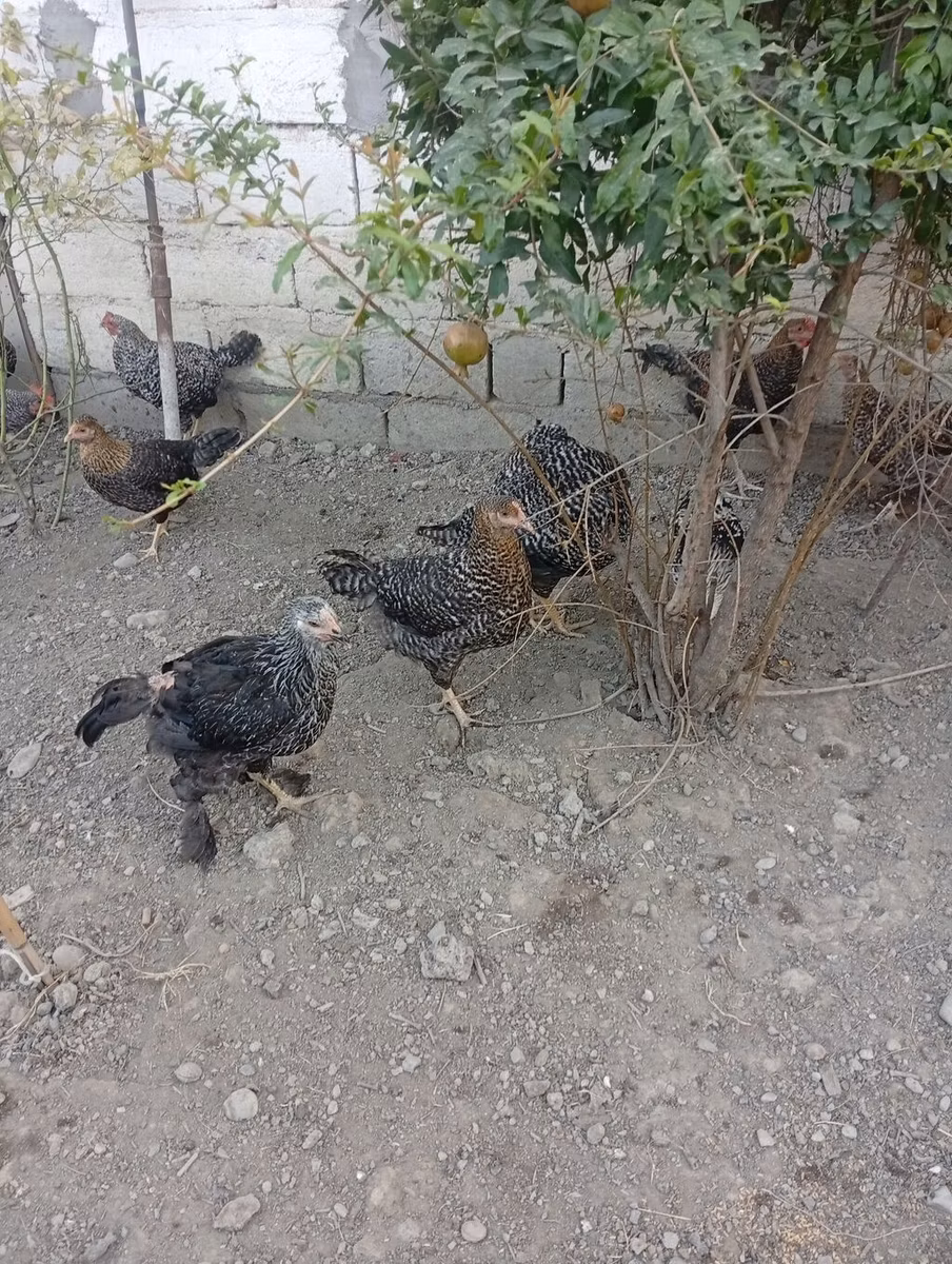 Poule slovène barrée