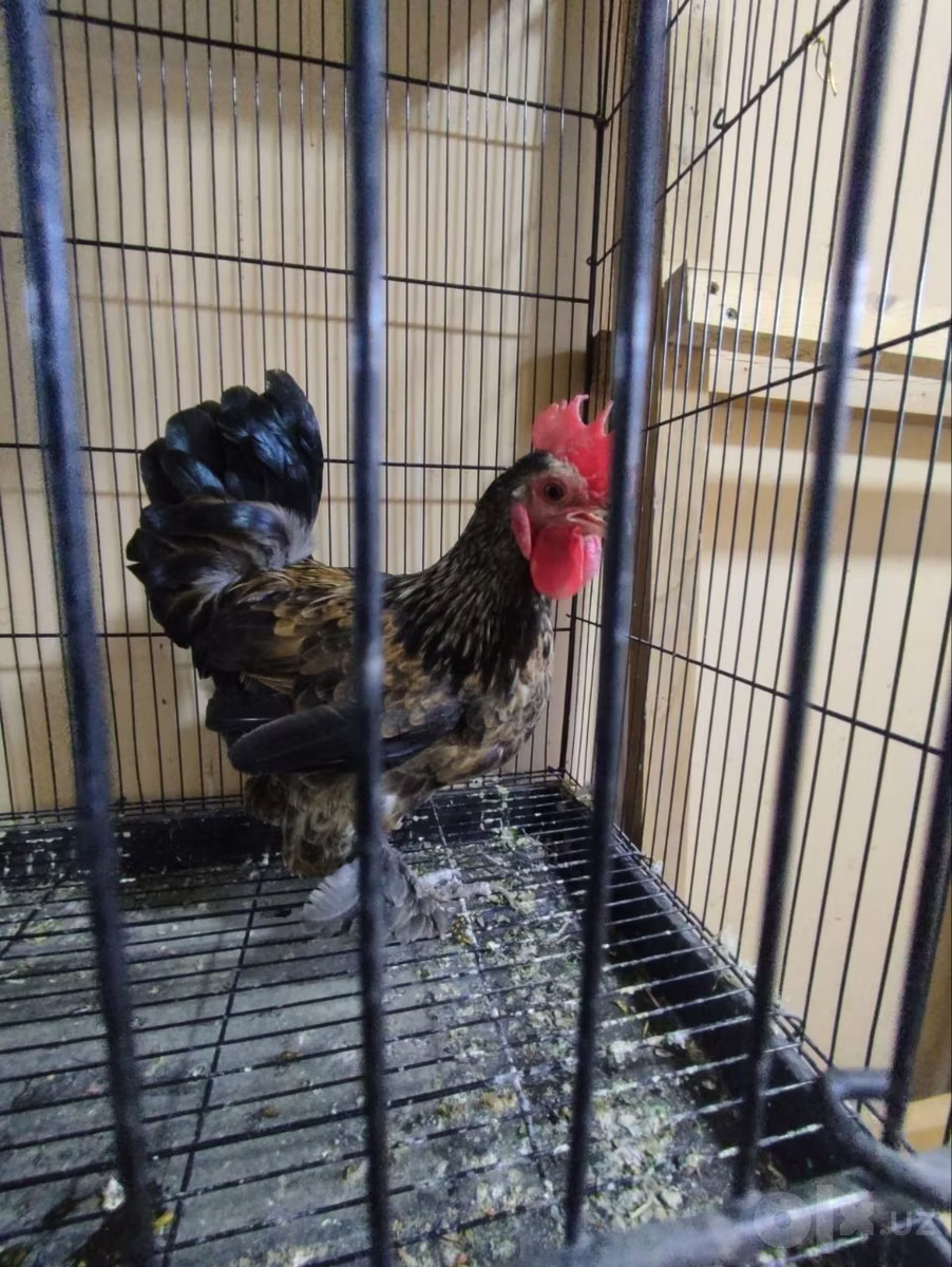 Bantam japonesa