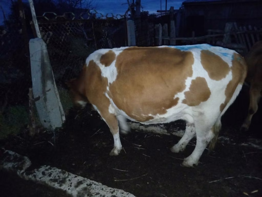 Latvian Blue cattle