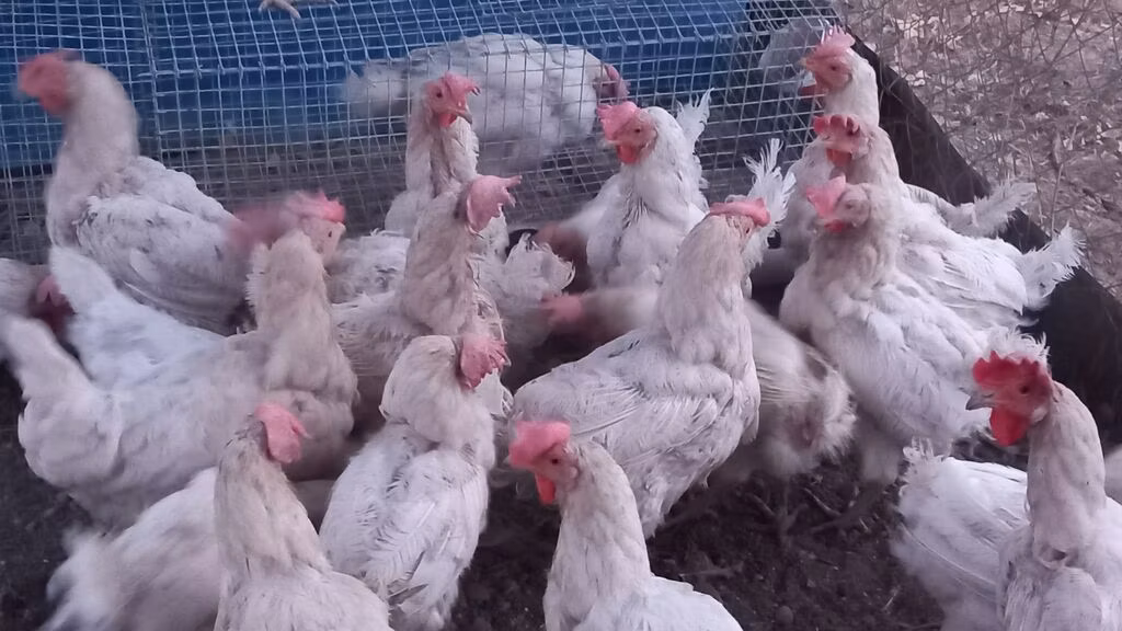 Leghorn