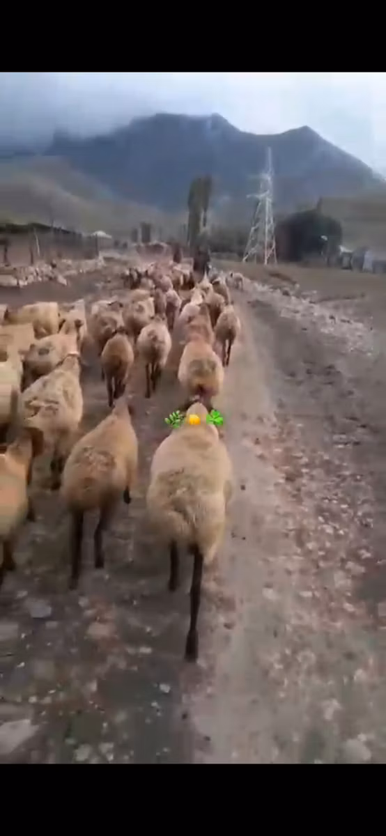 Даглыч овца