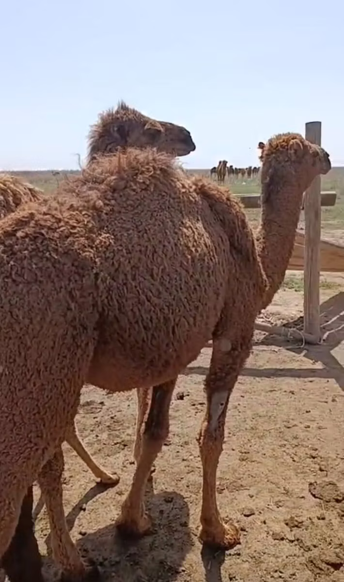 Kazakh Bactrian camel