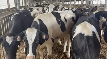 Raza Holstein