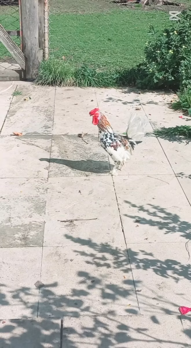 Bantam japonesa