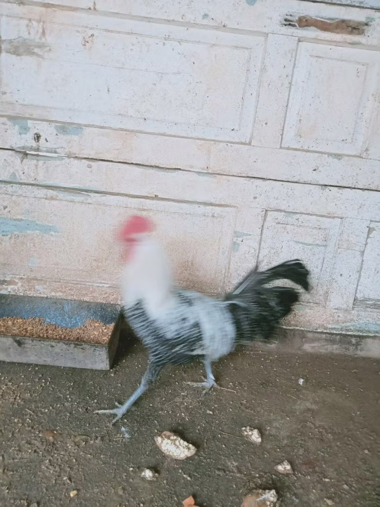布雷克尔