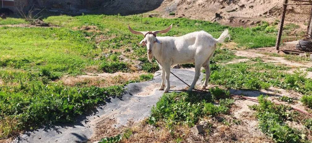 Irish goat