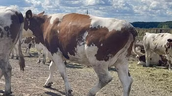 Raza Holstein