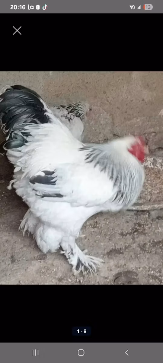 婆罗门鸡