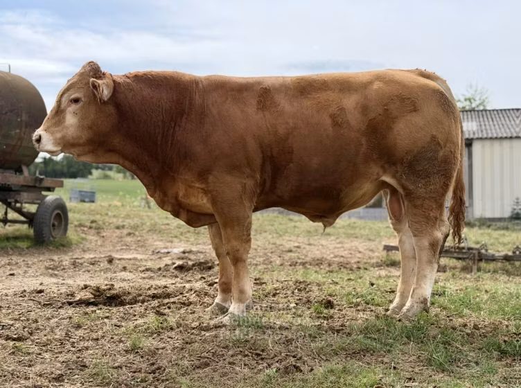 Limousin cow