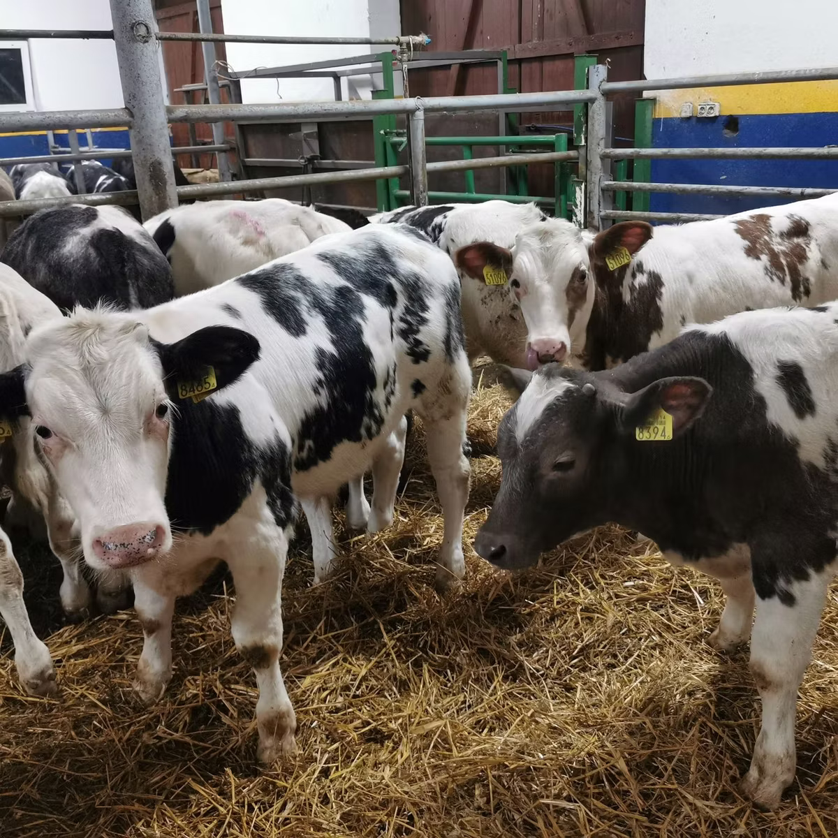 Belgian Blue