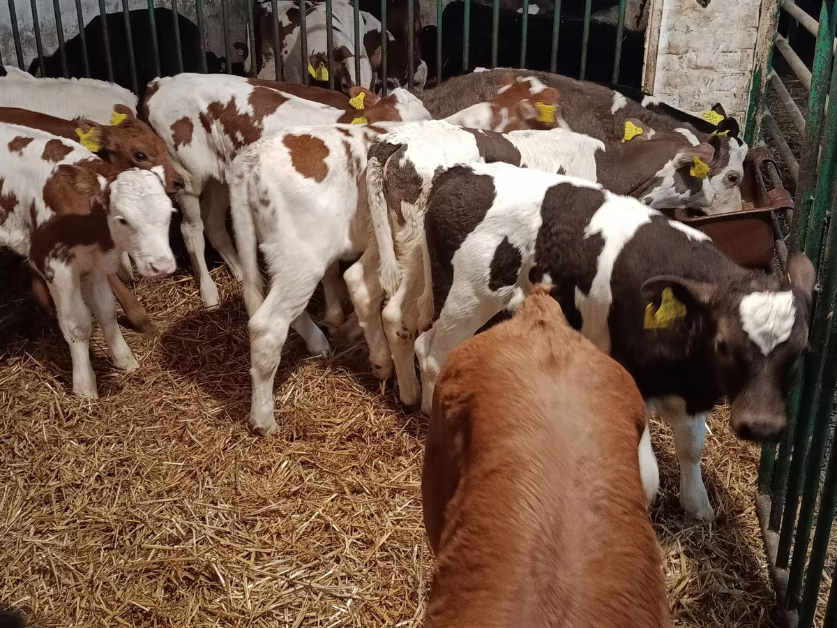 Limousin cow