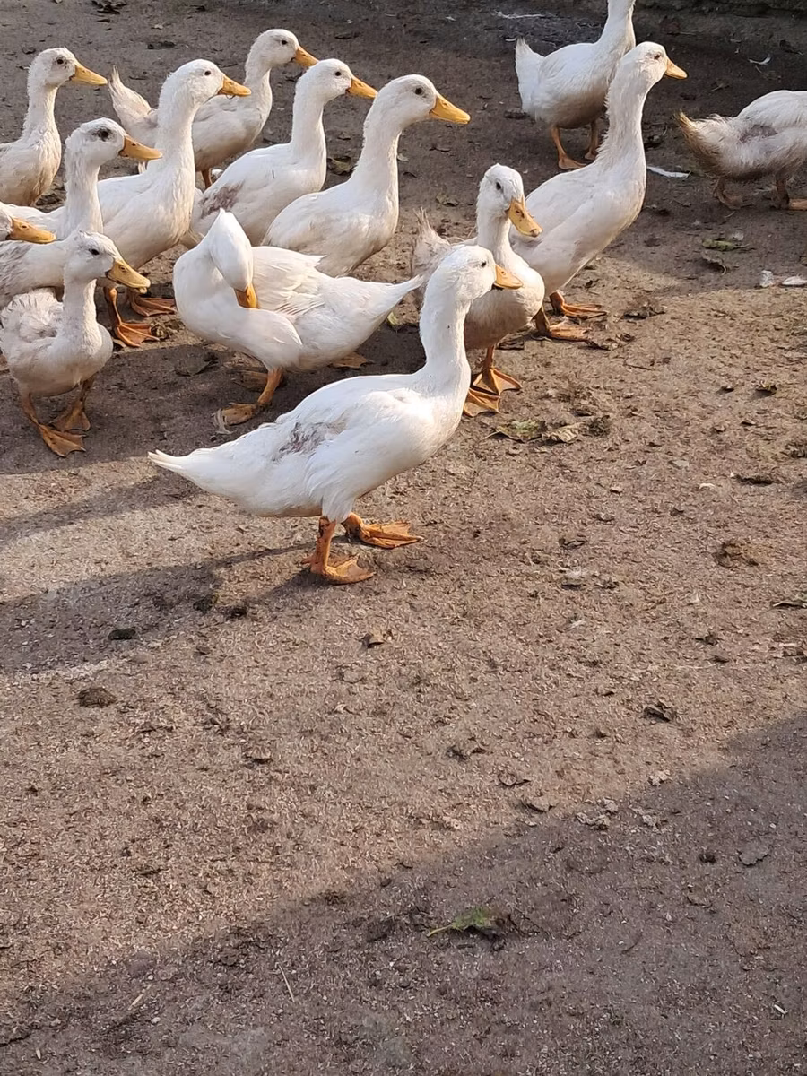 American Pekin