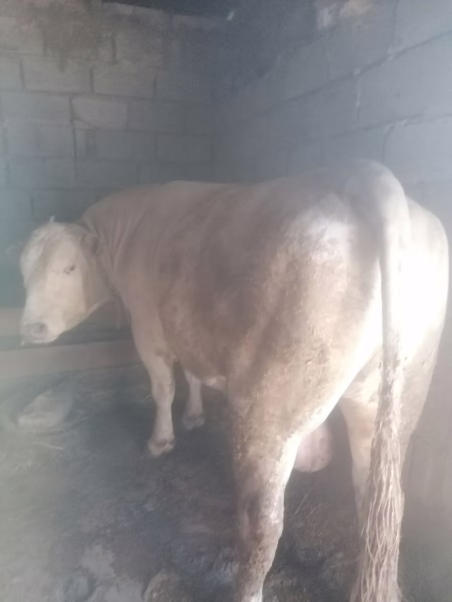 Auliyeatinskaya breed