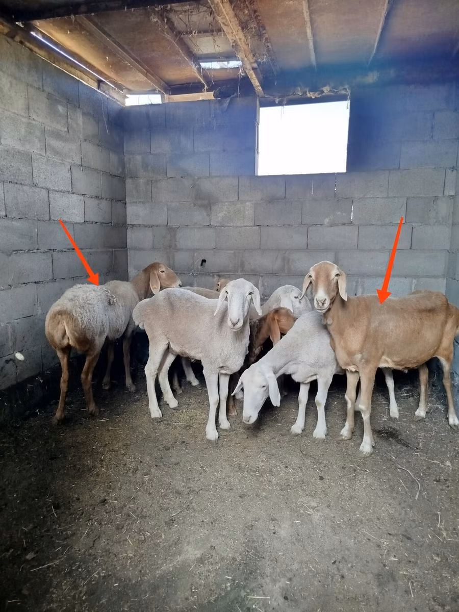 Katum sheep