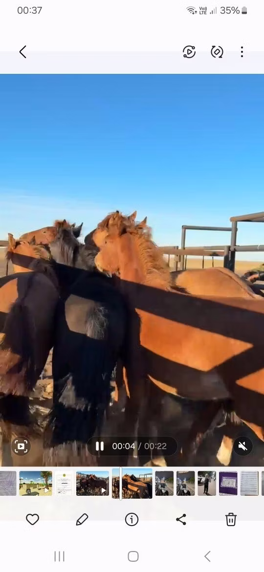 New Altai Horse