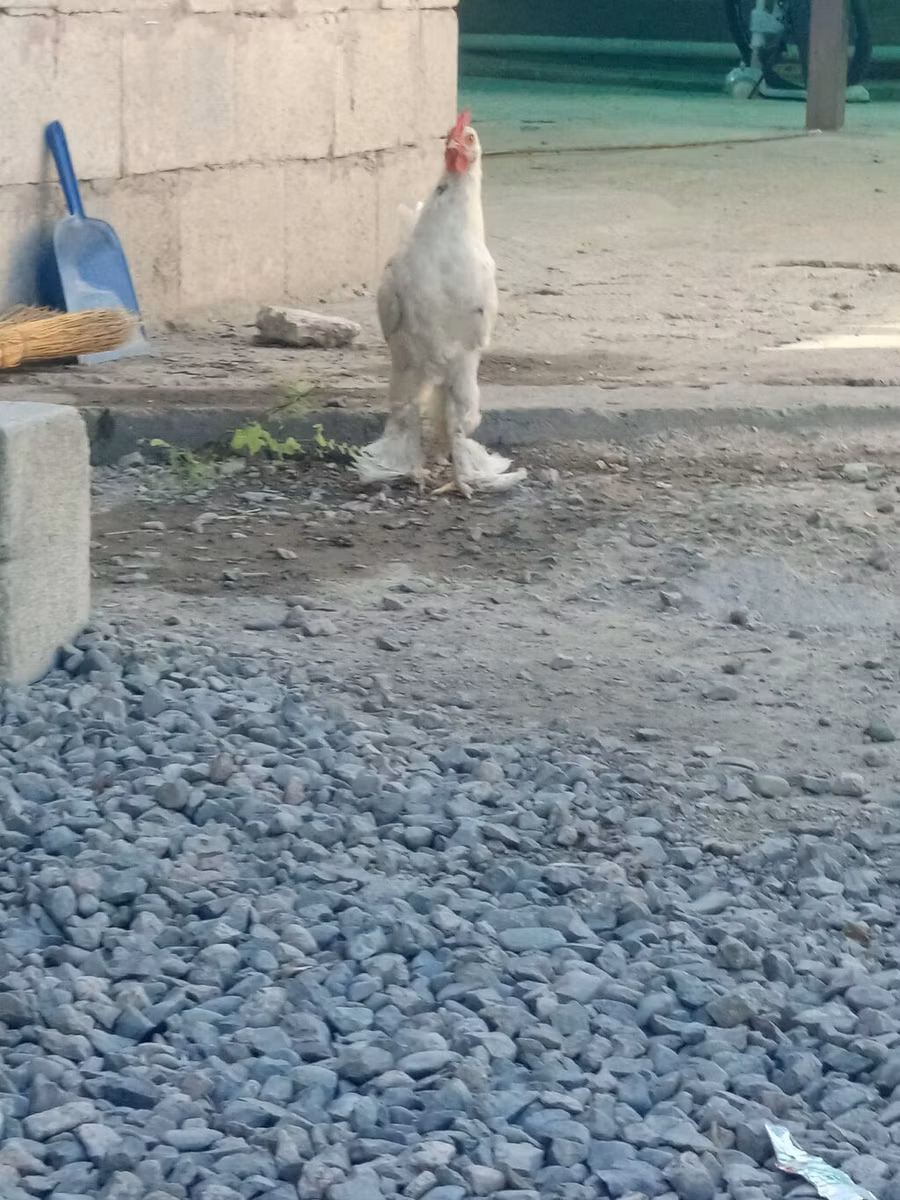贝吉施鸣鸡