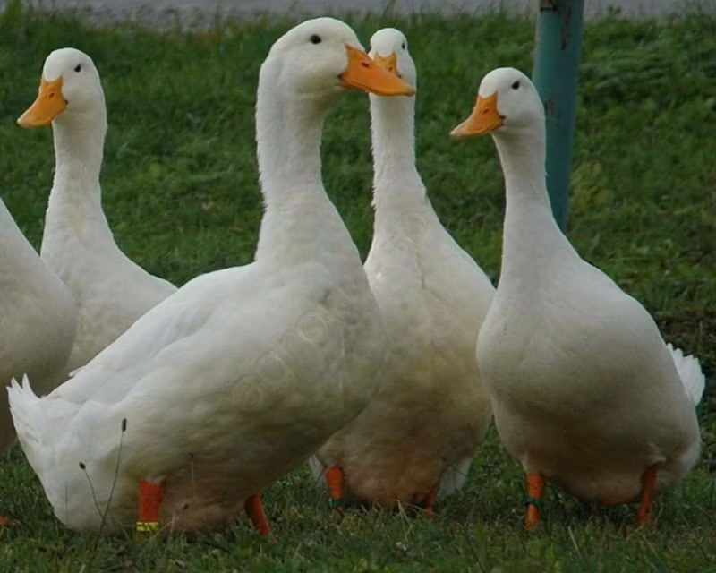 American Pekin