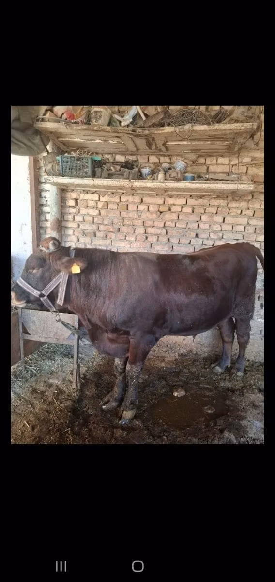 Red Estonian cattle