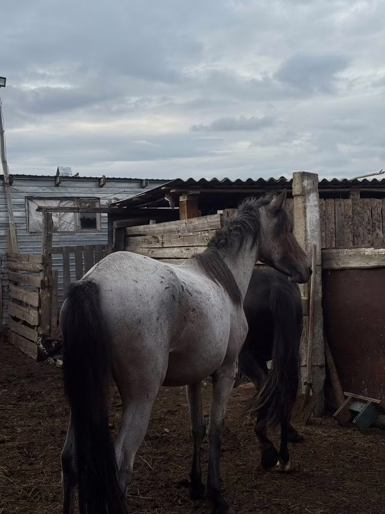 Kustanai horse