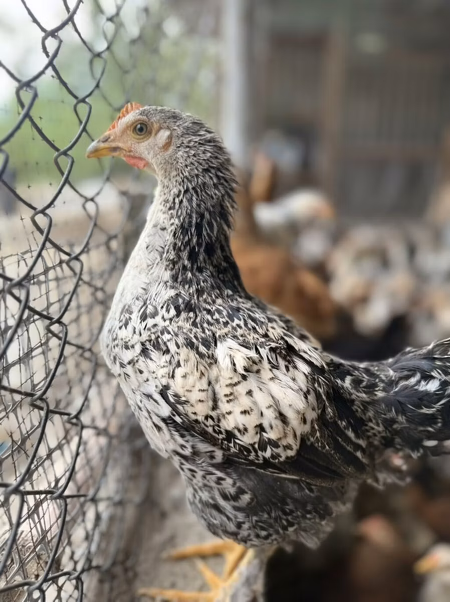 Brahma