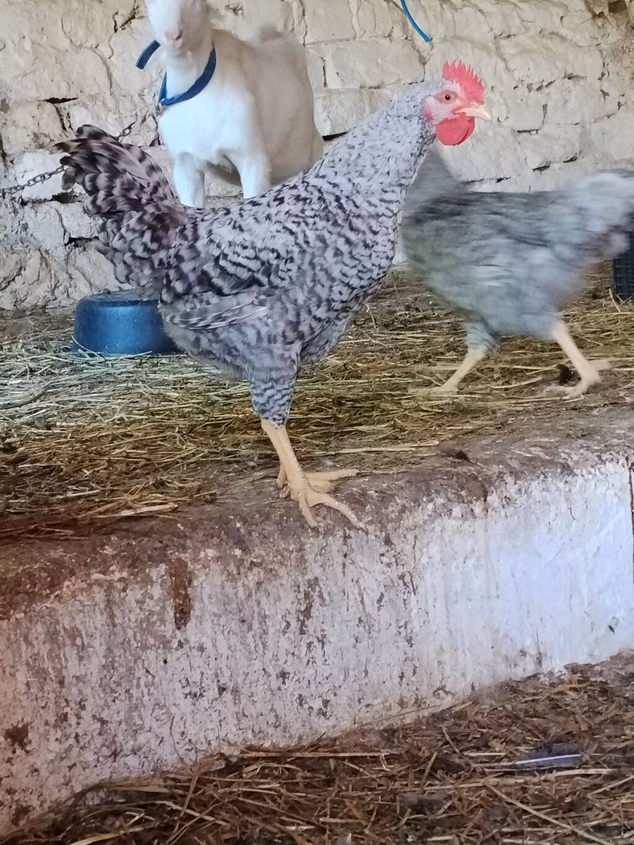Poule slovène barrée