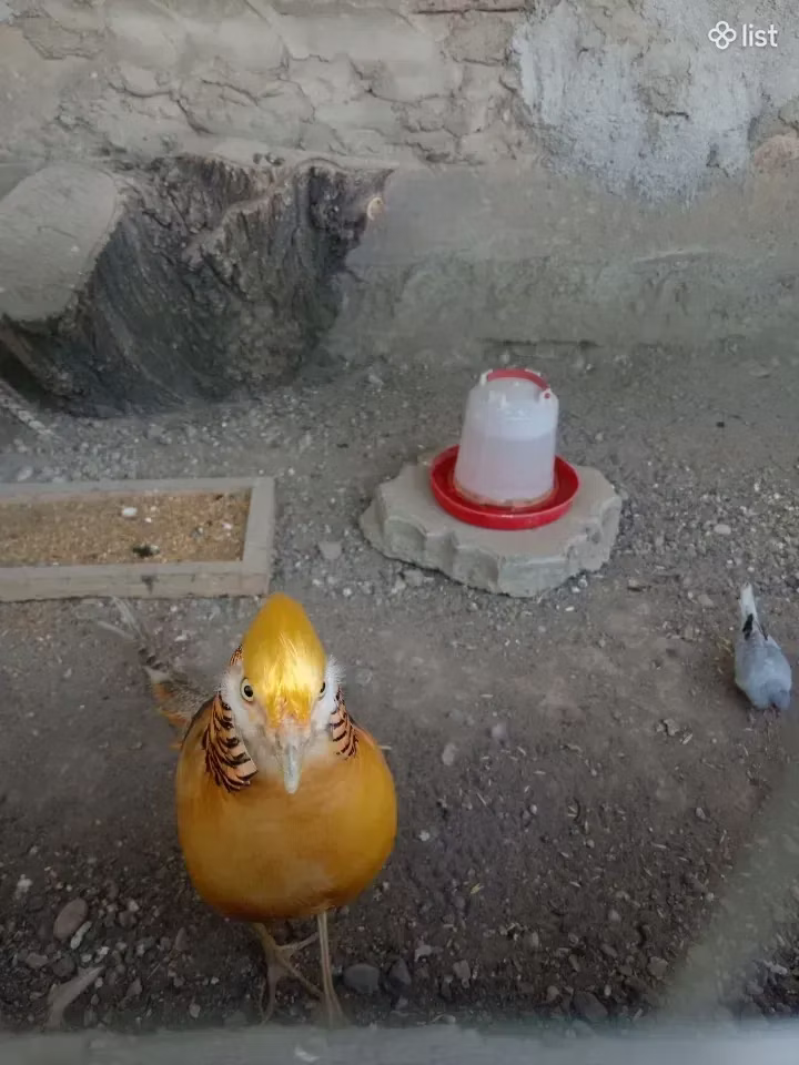 गोल्डन इटालियन