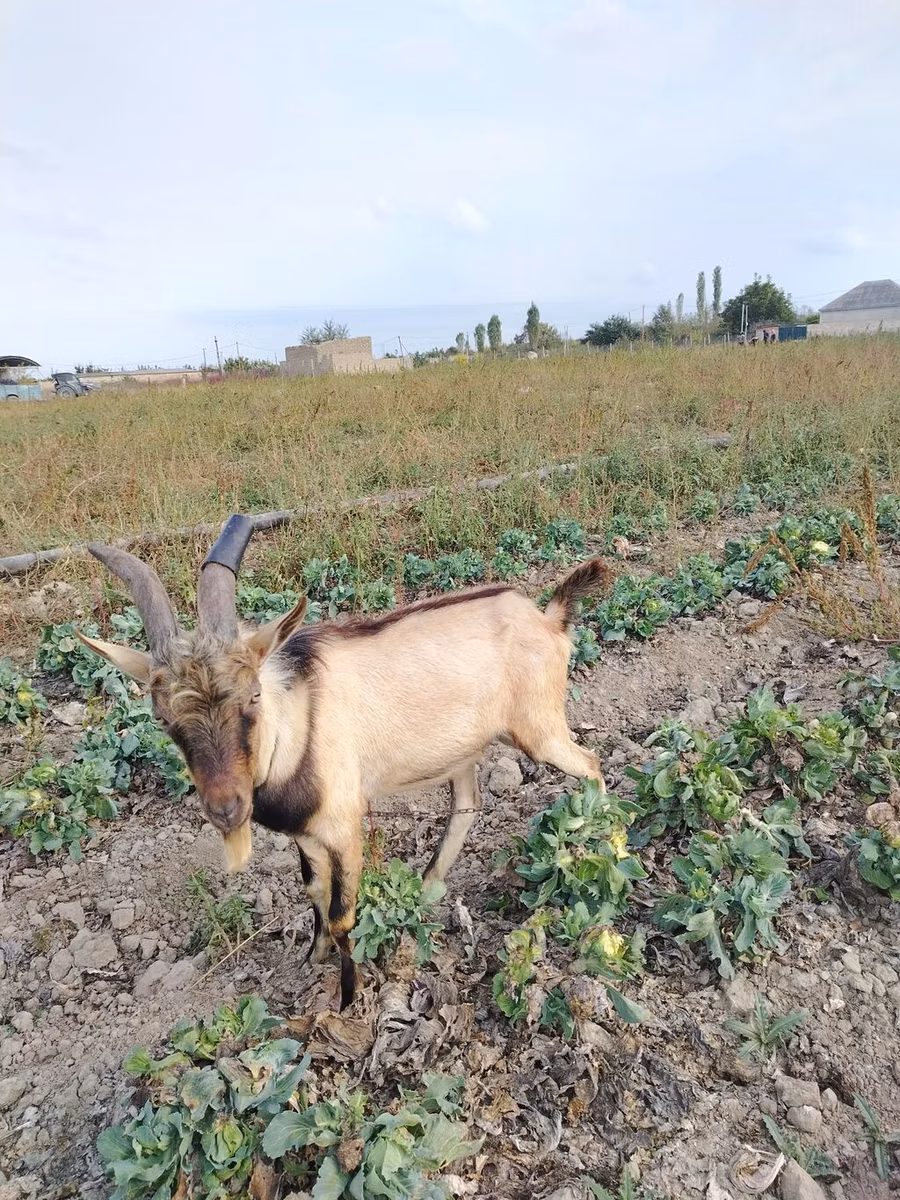 Alpine goat