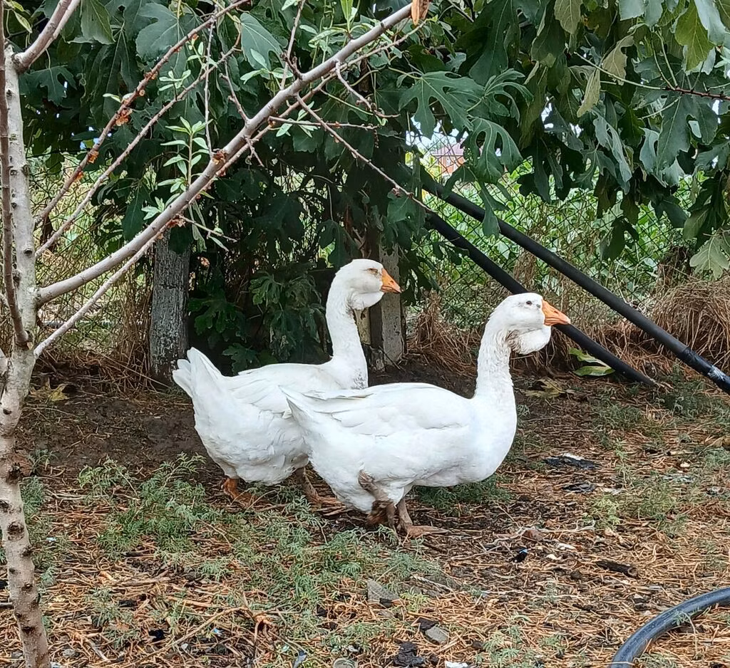 गुबेर्नातोर्स्काया