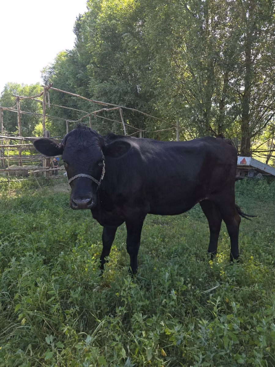 Swiss cattle