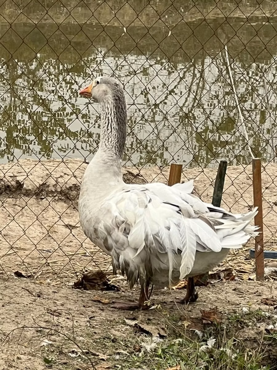 अमेरिकन बफ
