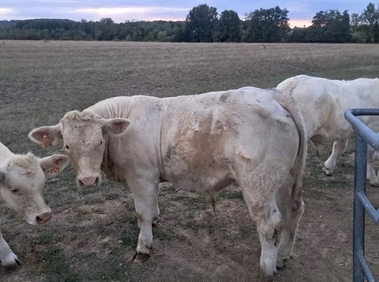 Charolais cattle