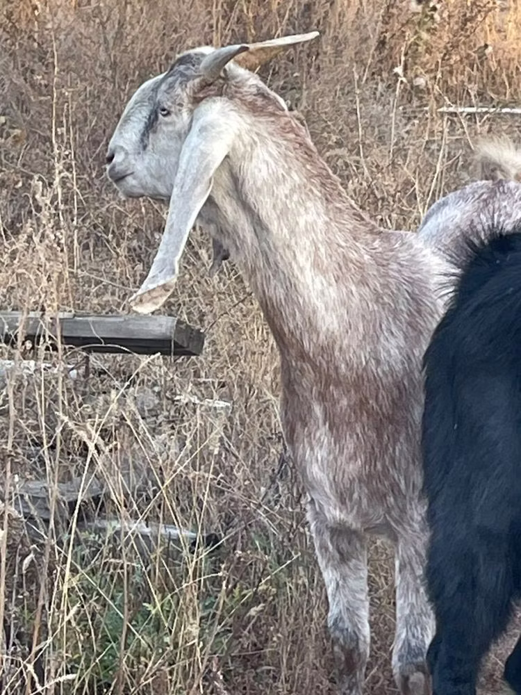 Beetal goats