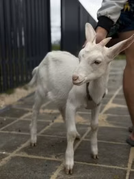 Saanen goat