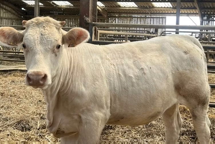 Charolais cattle