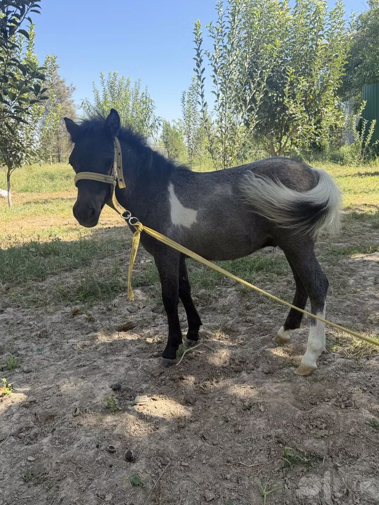 Австралийский пони