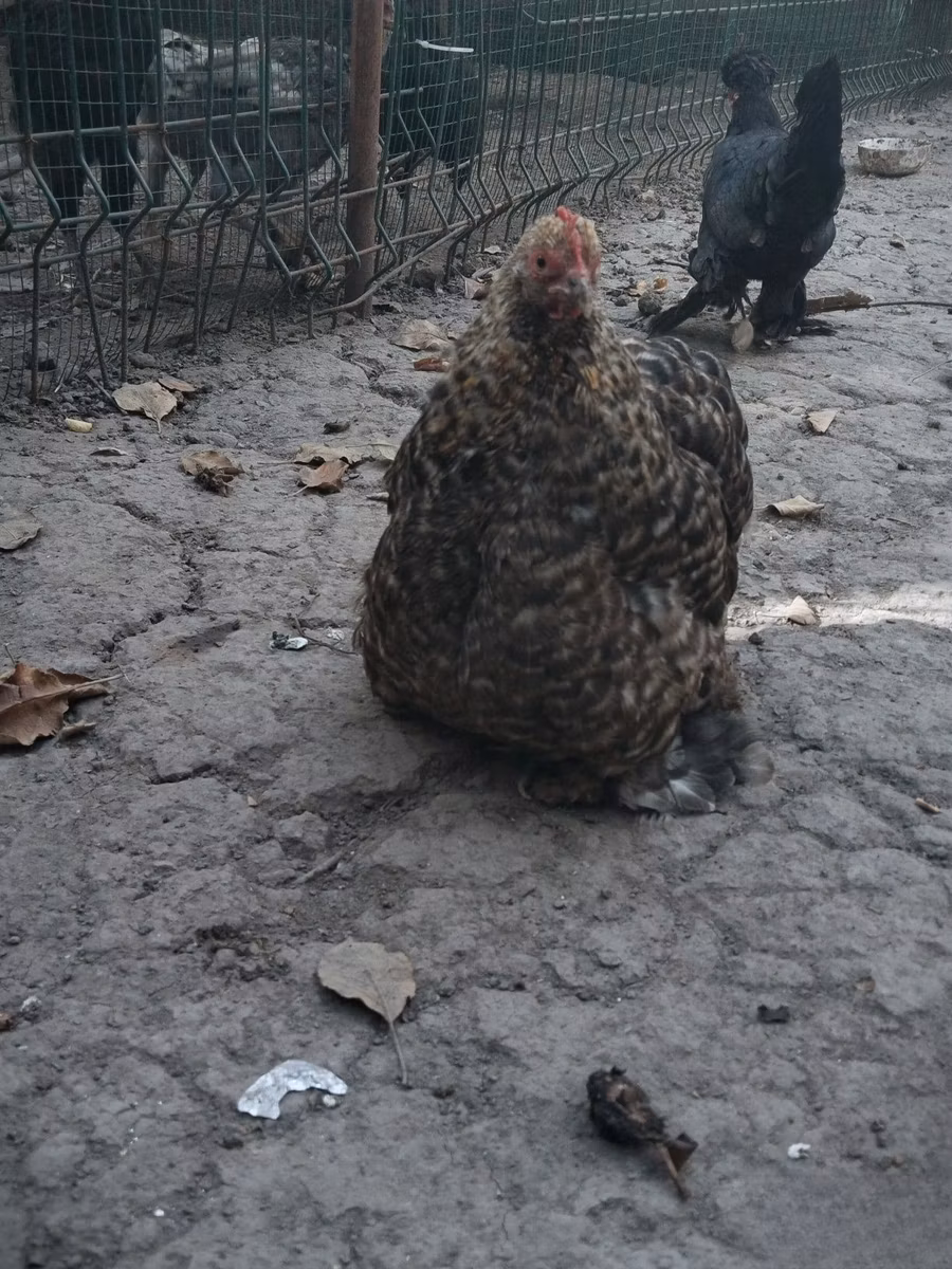 Bantam japonesa