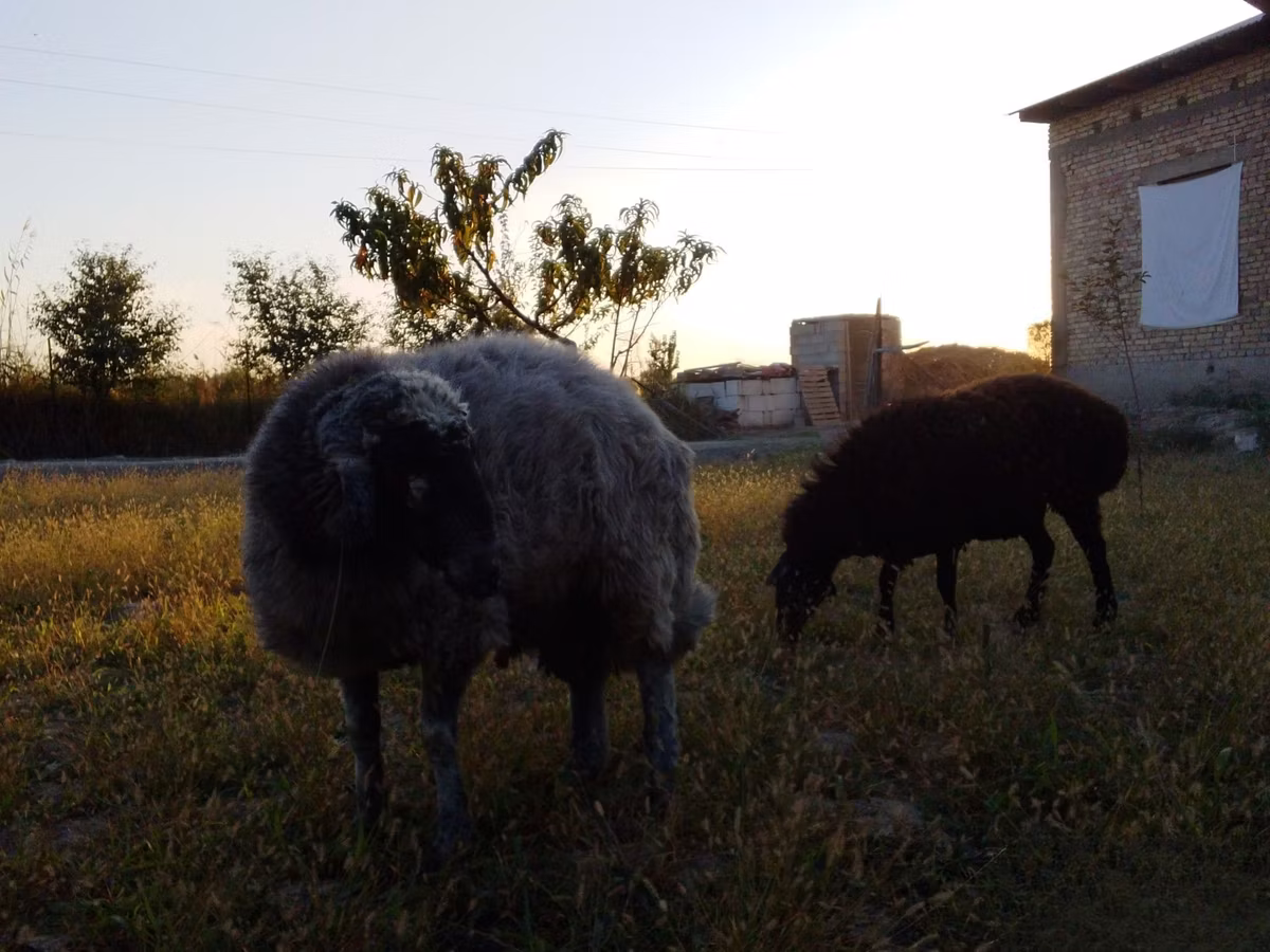 Rhon sheep